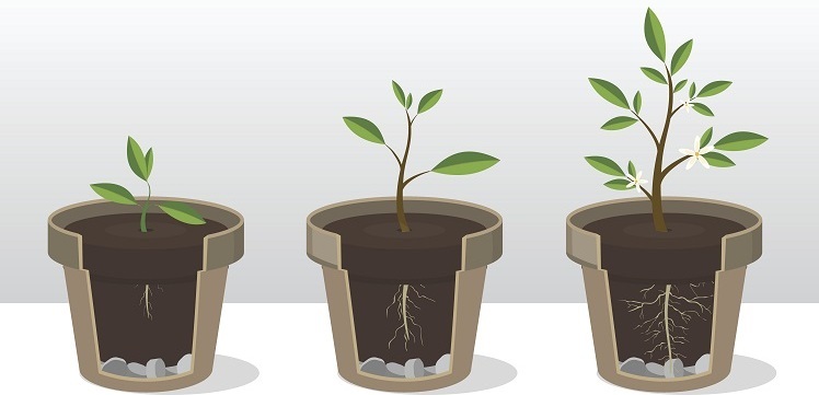 plants mind_article plants mind_article